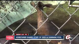 Indianapolis firefighters rescue deer trapped in pool