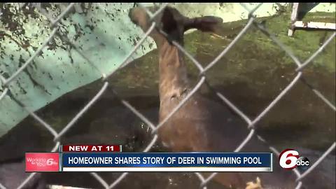 Indianapolis firefighters rescue deer trapped in pool