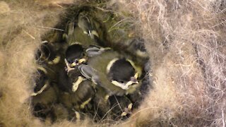 Titmouse nest in the mailbox