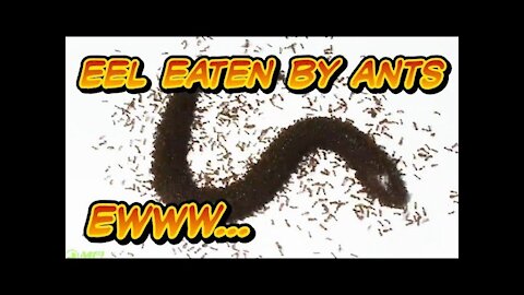 Eel VS Fire Ants - Down To The Bone Time Lapse Video - EWWW....