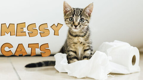 Funny Messy Cats - Try Not Laught