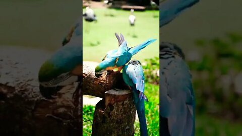 So Beautiful Lovely parrot💚💞🦜🦜 couple #shorts #Parrot#youtubepets&animals
