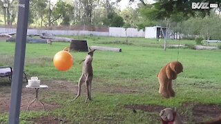 Un gros ballon fait le bonheur de ce jeune kangourou