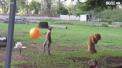 Un gros ballon fait le bonheur de ce jeune kangourou
