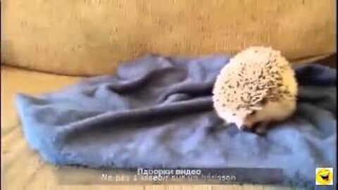 Short funny videos about animals