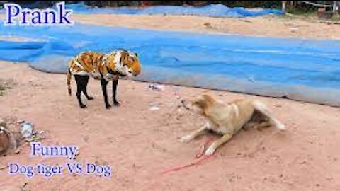 Funny Dog & Fake Lion-Tiger Prank