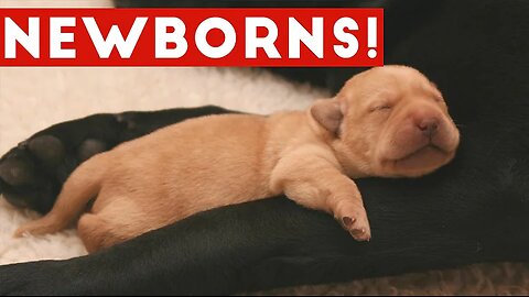 The Cutest Newborn Puppies & Kittens Weekly Compilation 2017 | Funny Pet Videos