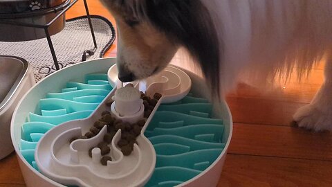 PUZZLE FEEDER - A Eating Habit Changing Device for Your Dog