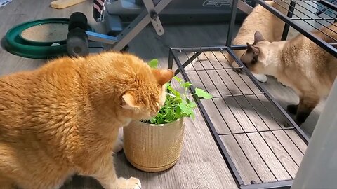 Three Cats and a Catnip Plant