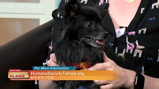 Humane Society | Morning Blend