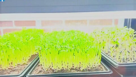 Grow Your Own Microgreens Mar 8, 2023