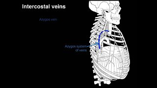 Intercostal veins