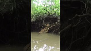 Fawn Rescued From River!