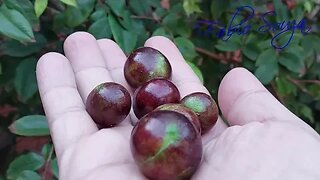 JABOTICABA HIDRIDA EM VASO PRODUZINDO