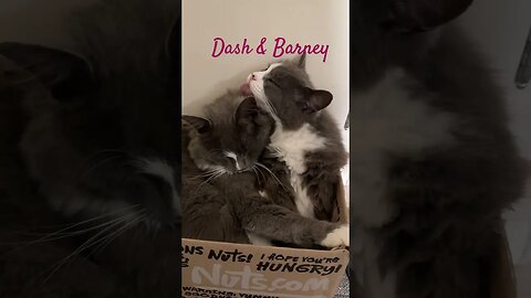 Say Hello to Dash & Barney #cats #shorts