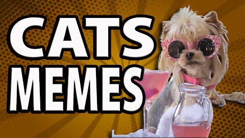 Best Lovely Cat and Dog Memes