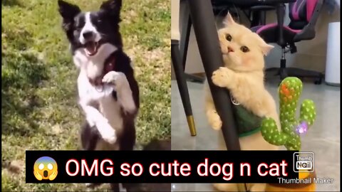 So cute dog n cat very funny