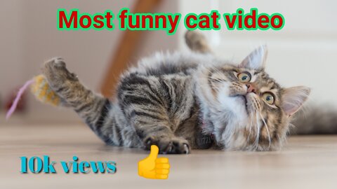 Baby_Cats_-_Cute_and_Funny_Cat_Videos_Compilation_%2350___Aww_Animals