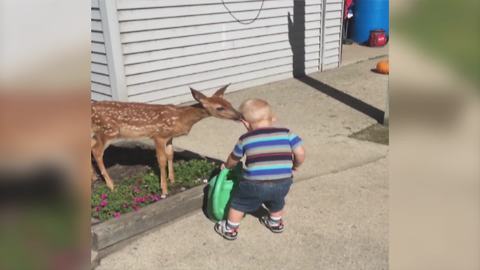 Tot Boy Befriends With A Fawn