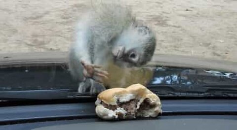 Scimmietta cerca di mangiare l'hamburger, dietro al vetro!