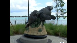Water crisis has impact on Florida manatees