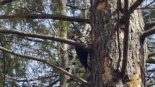 Pileated Wood Pecker is back 16