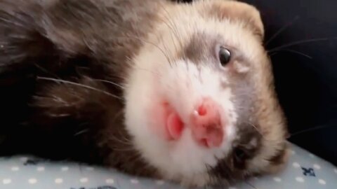 Little ferret don't like wake up early . cuteness overload!