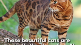 Bengal Cats Are Like Mini Leopards