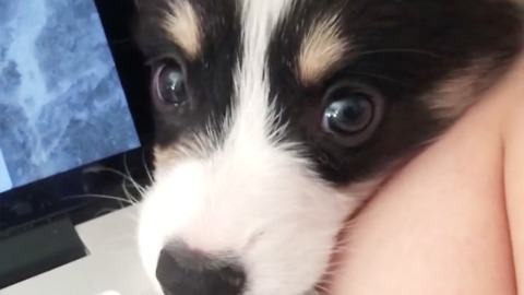 Corgi puppy demands attention from owner