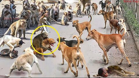 MOTHER MONKEY ATTACKS 250 DOGS TO REVENGE HER BABY IN INDIA