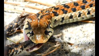 Snake trying to eat a really fat frog!