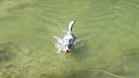 Husky Puppy Swims After Leaf!