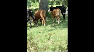 Camera shy cows turn butts to camera