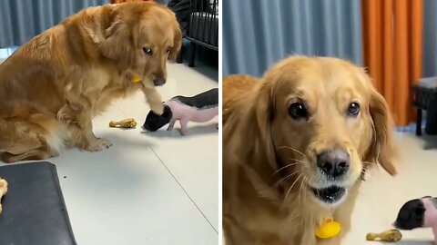 Generous Pup Gives Bigger Drumstick To Piggy Friend