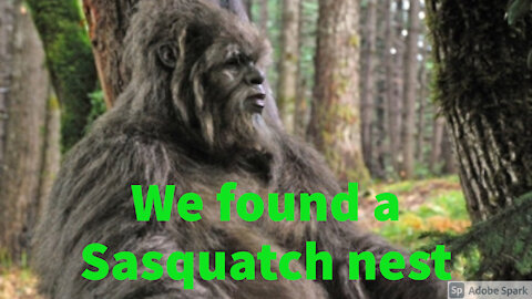 We found a Sasquatch nest