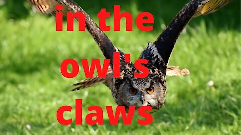 in the owl's claws