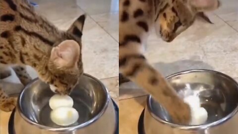 Cat plays the egg like a football⚽⚽