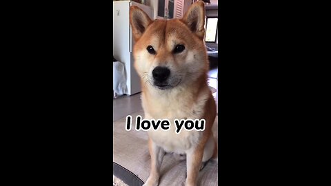Dog say love you,funny animals