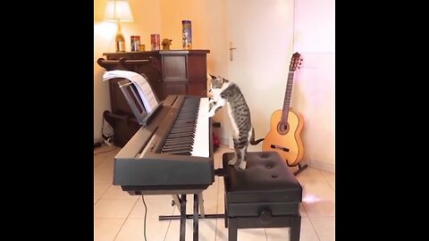 Animal viral video. Cat plays piano 🎹. Viral video.cat&dog funny videos.