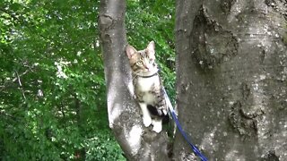 Cat Loves Climbing into the Trees