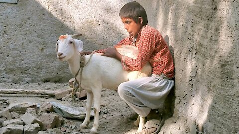 Amazing Man With His Goat || US Animals