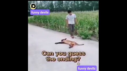Funny doggy 😂😆😆😆