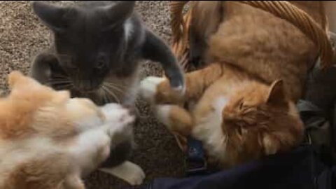 Cadela acaba com batalha entre gatos