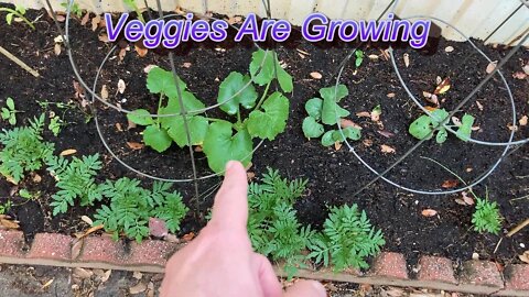 Veggies Are Growing