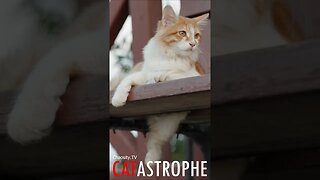 #CATASTROPHE - Bench Kitty