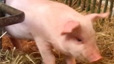 Piglet Has Ants In The Pants And Twerks Like Crazy