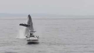 Humpback whale nearly hits fisherman's boat