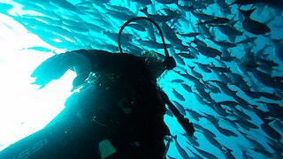 Young diver experiences the thrill of being inside a bait ball