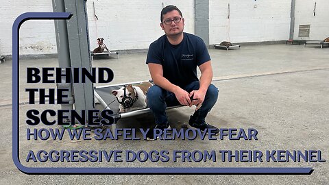 How We Safely Take Fear Aggressive Dogs Out Their Kennel | Behind The Scenes | Avoiding A Dog Bite