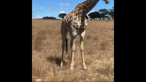 How a Giraffe Eats #trending #viral